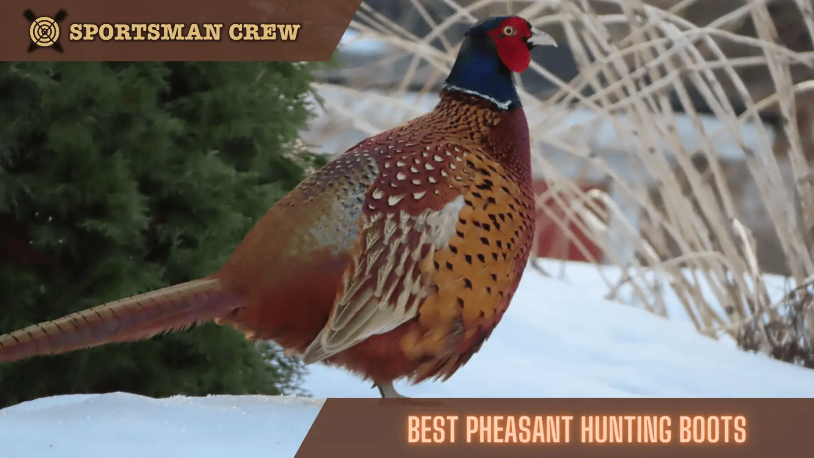 Best Pheasant Hunting Boots