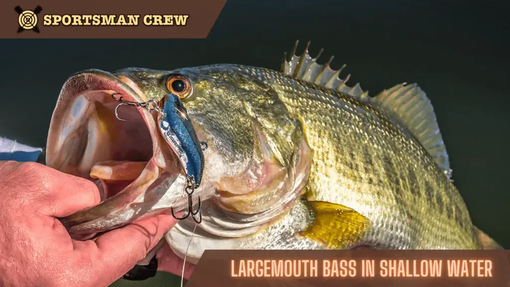 Catch Largemouth Bass in Shallow Water