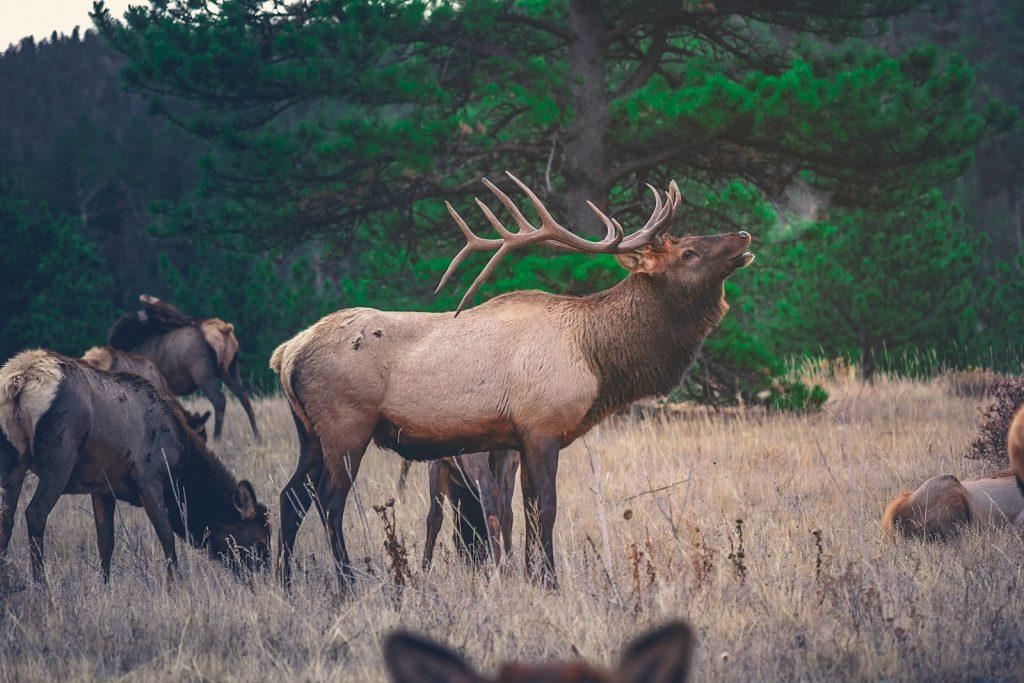 elk hunting in the rain