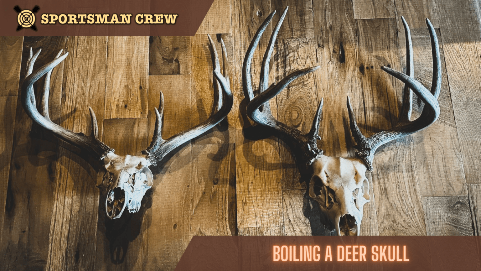 Best Method to Boiling a Deer Skull