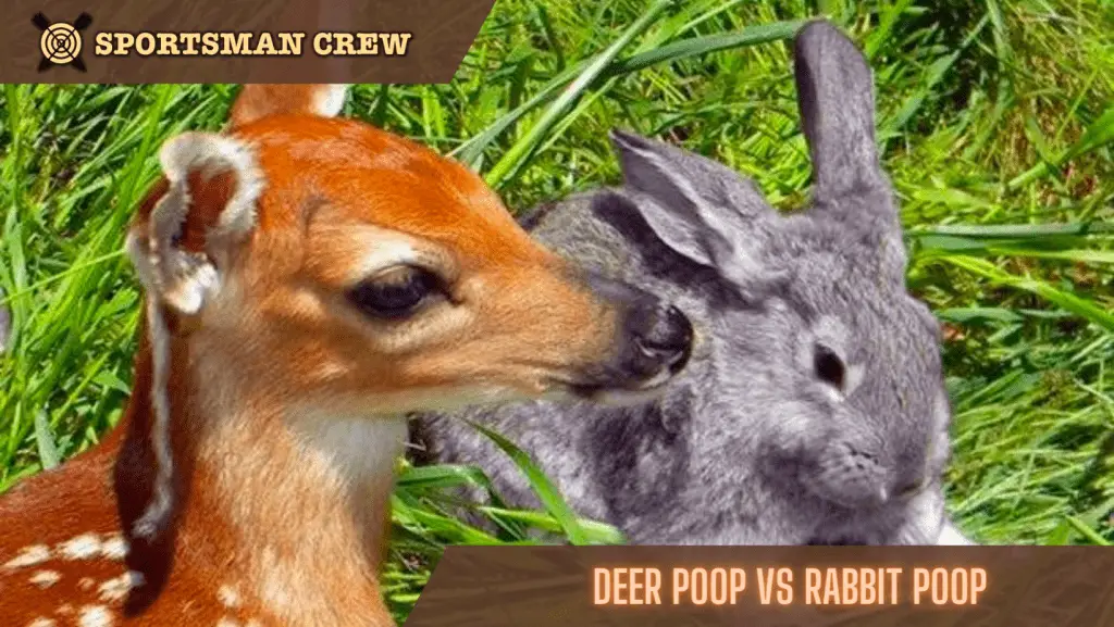 Deer Poop vs Rabbit Poop