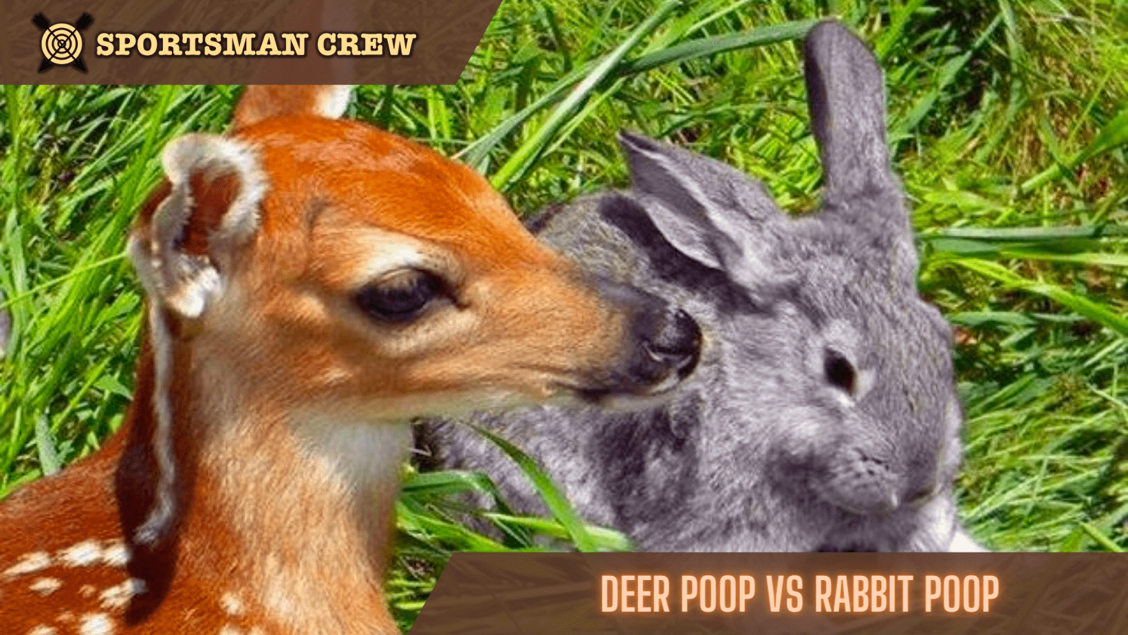 Deer Poop vs Rabbit Poop