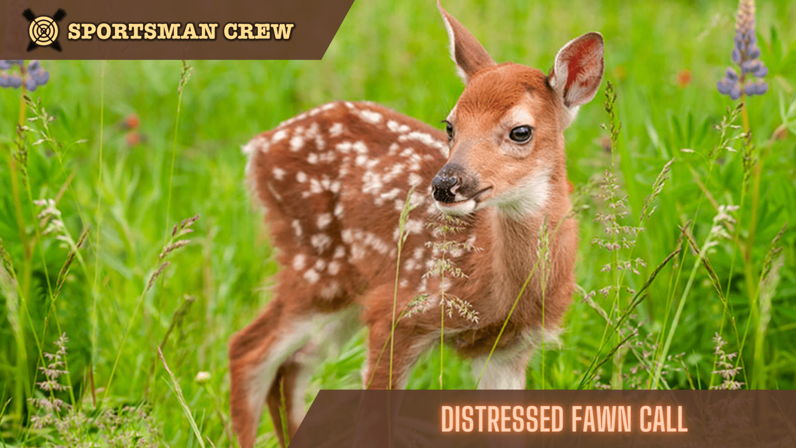 Distressed fawn call