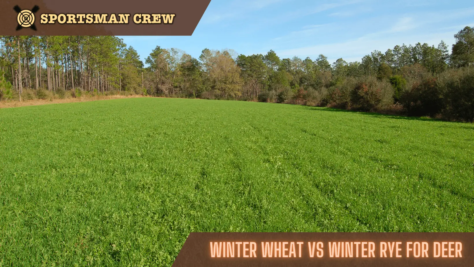 Winter Wheat vs Winter Rye for deer