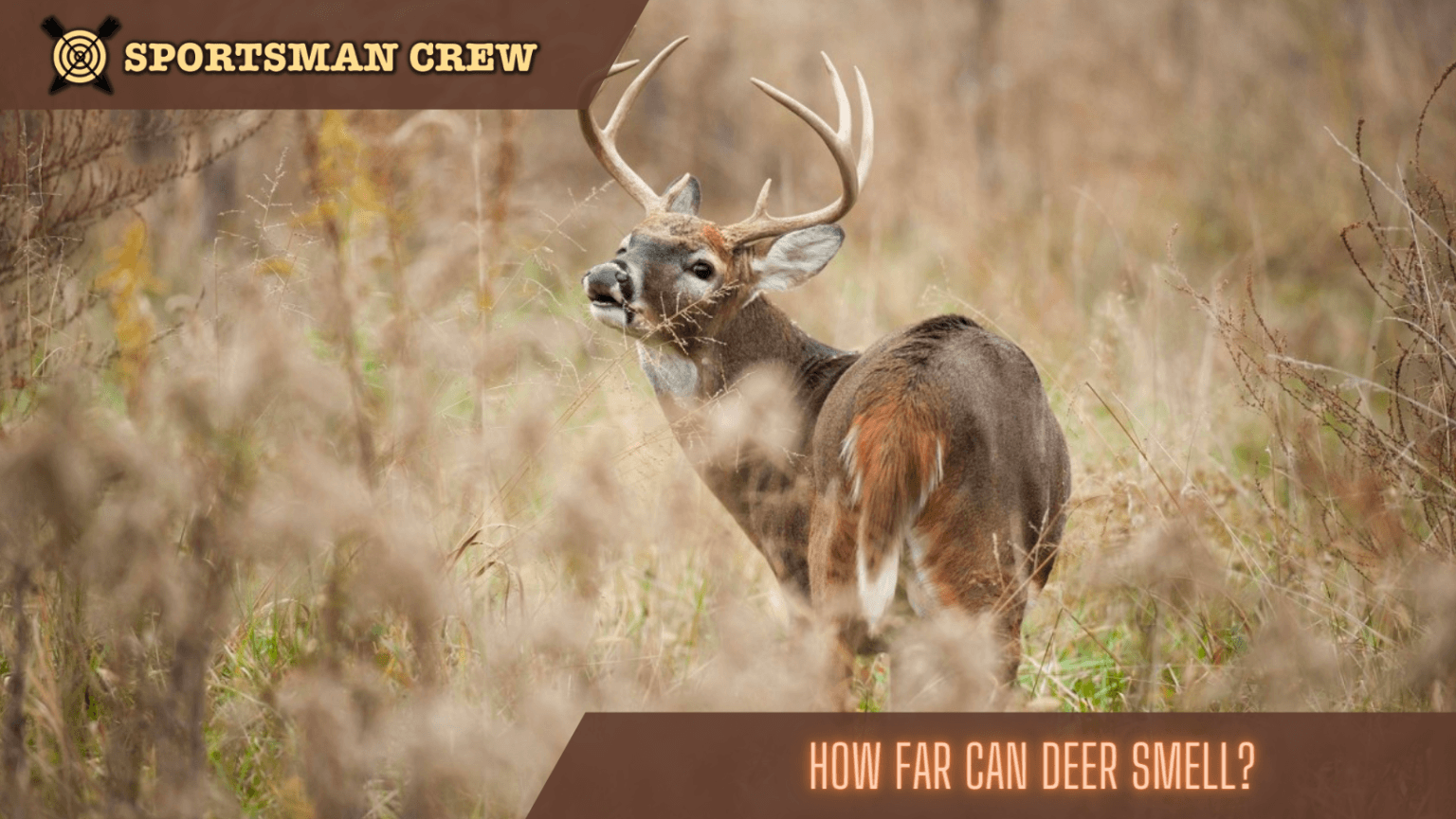 How Far Can a Deer Smell? The Best Explanation