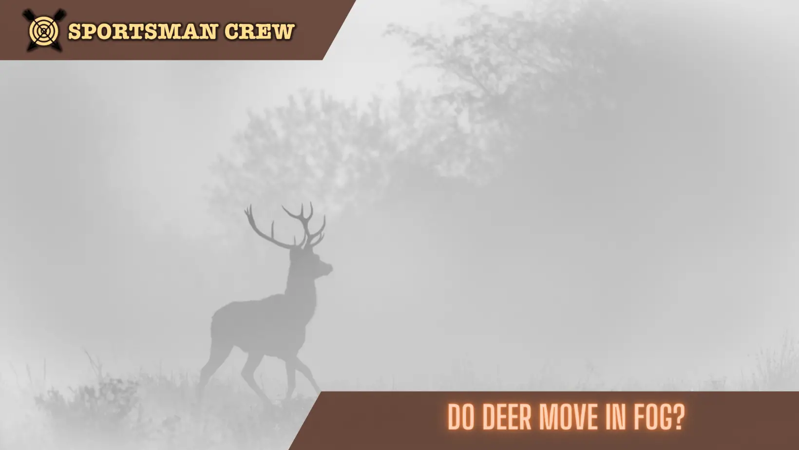 do deer move in fog