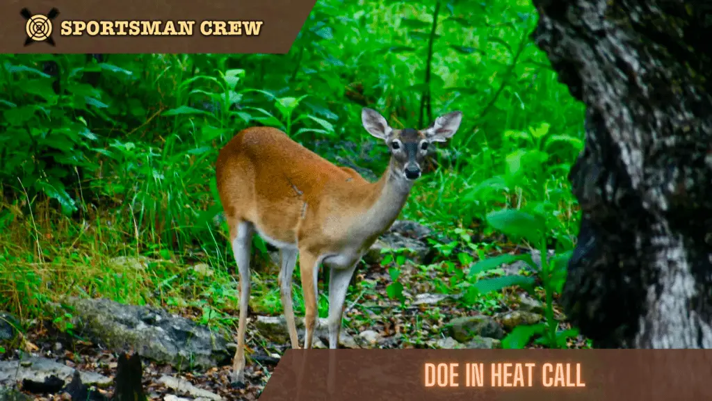 doe in heat call