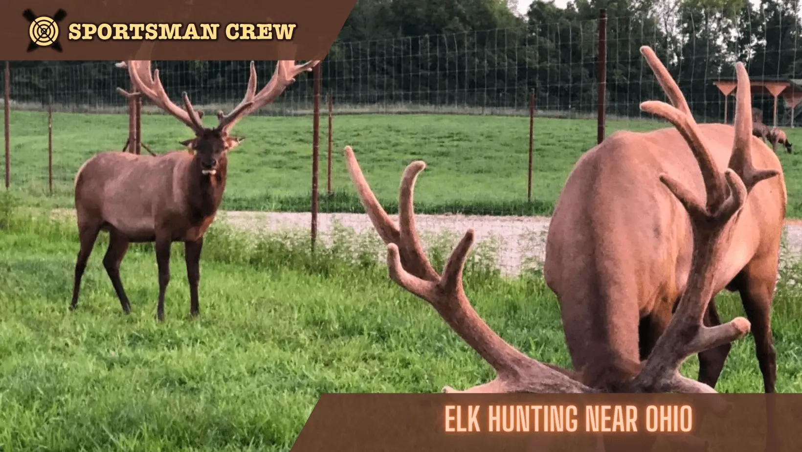 elk hunting near ohio