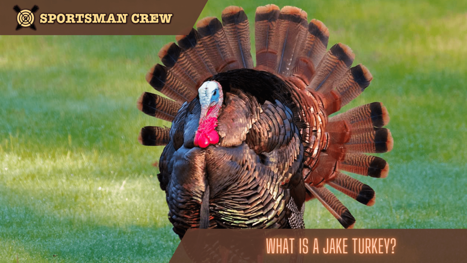 What is a Jake Turkey?