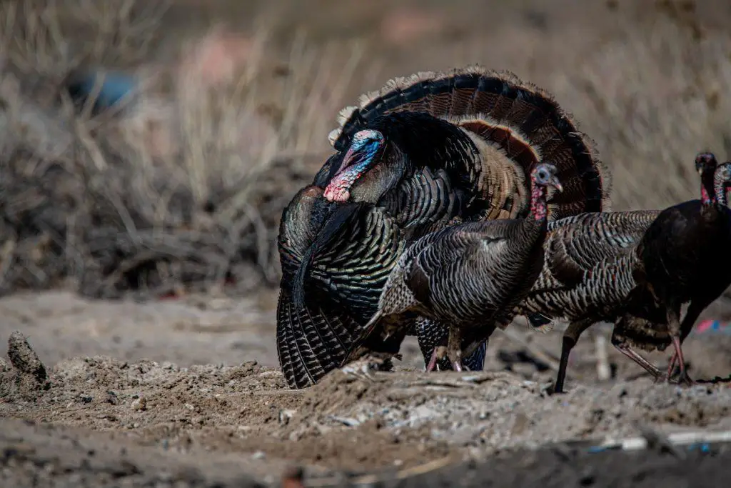 turkey drumming and spitting