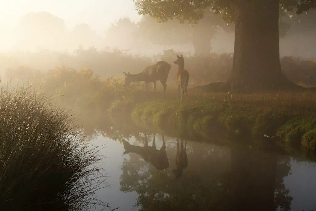 deer in fog