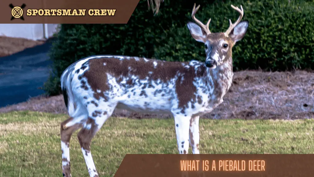 piebald deer