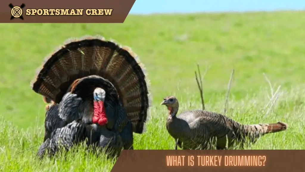 turkey drumming