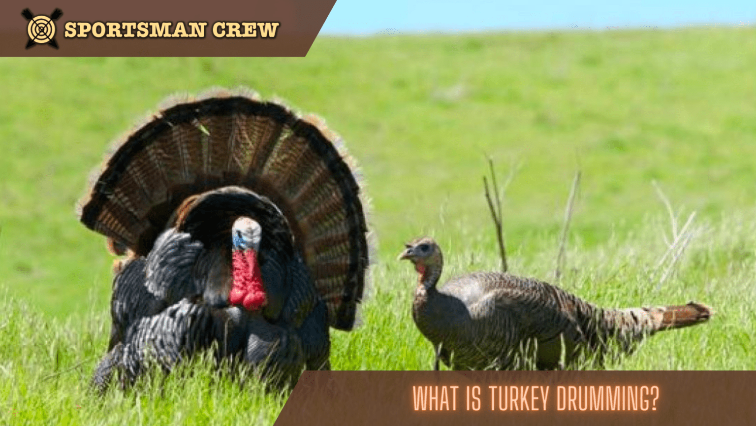 What is Turkey Drumming in Wild Turkey?