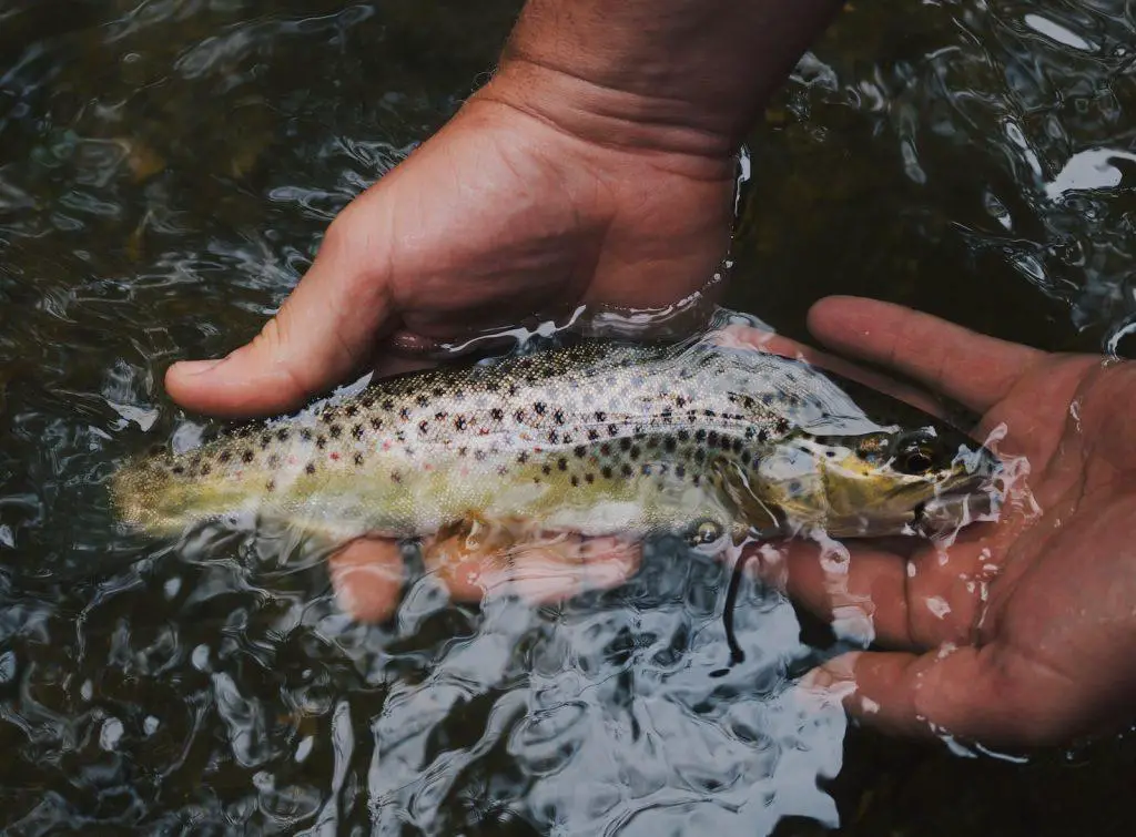 trout fishing