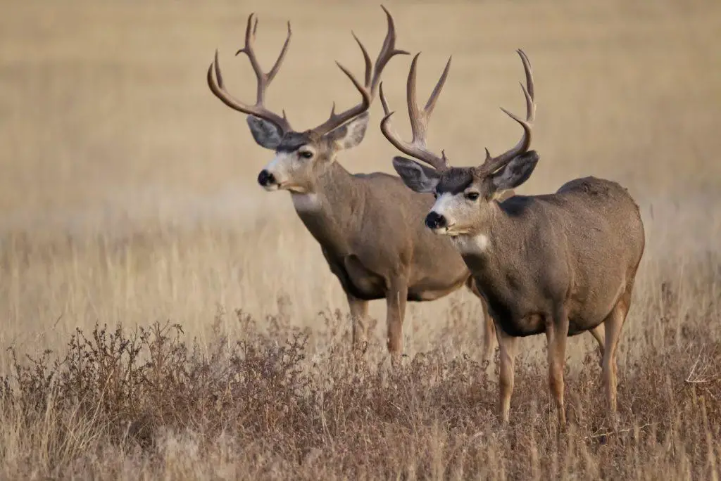 is deer hunting expensive