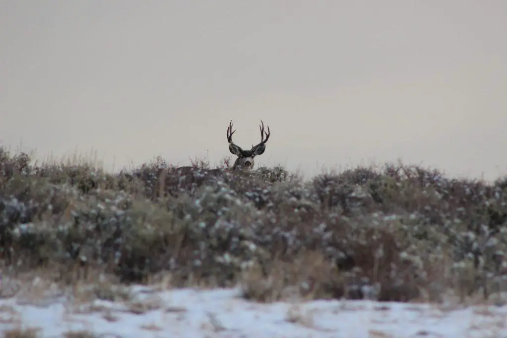 Why is Deer Hunting Season So Short