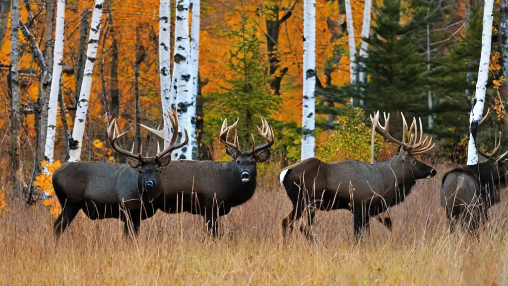 when does bow hunting season start in new york state