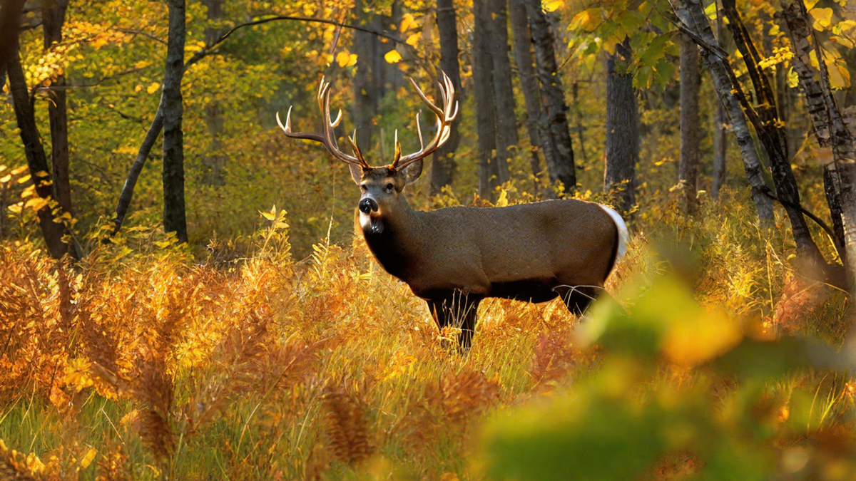 when is bow season for deer hunting